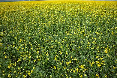 持续性增长！《索尼克：未知边境》售出350万套